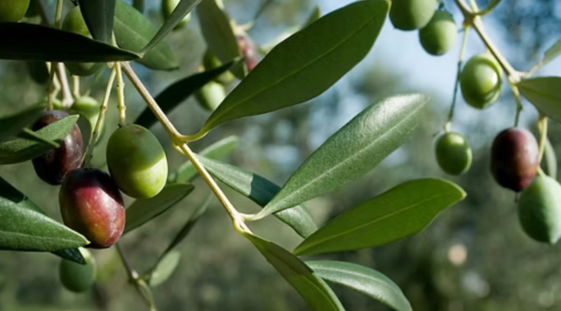 Susan Julia Olive Oil x Anfosso Collaboration on the 2026 Monocultivar Taggiasca Extra Virgin Olive Oil